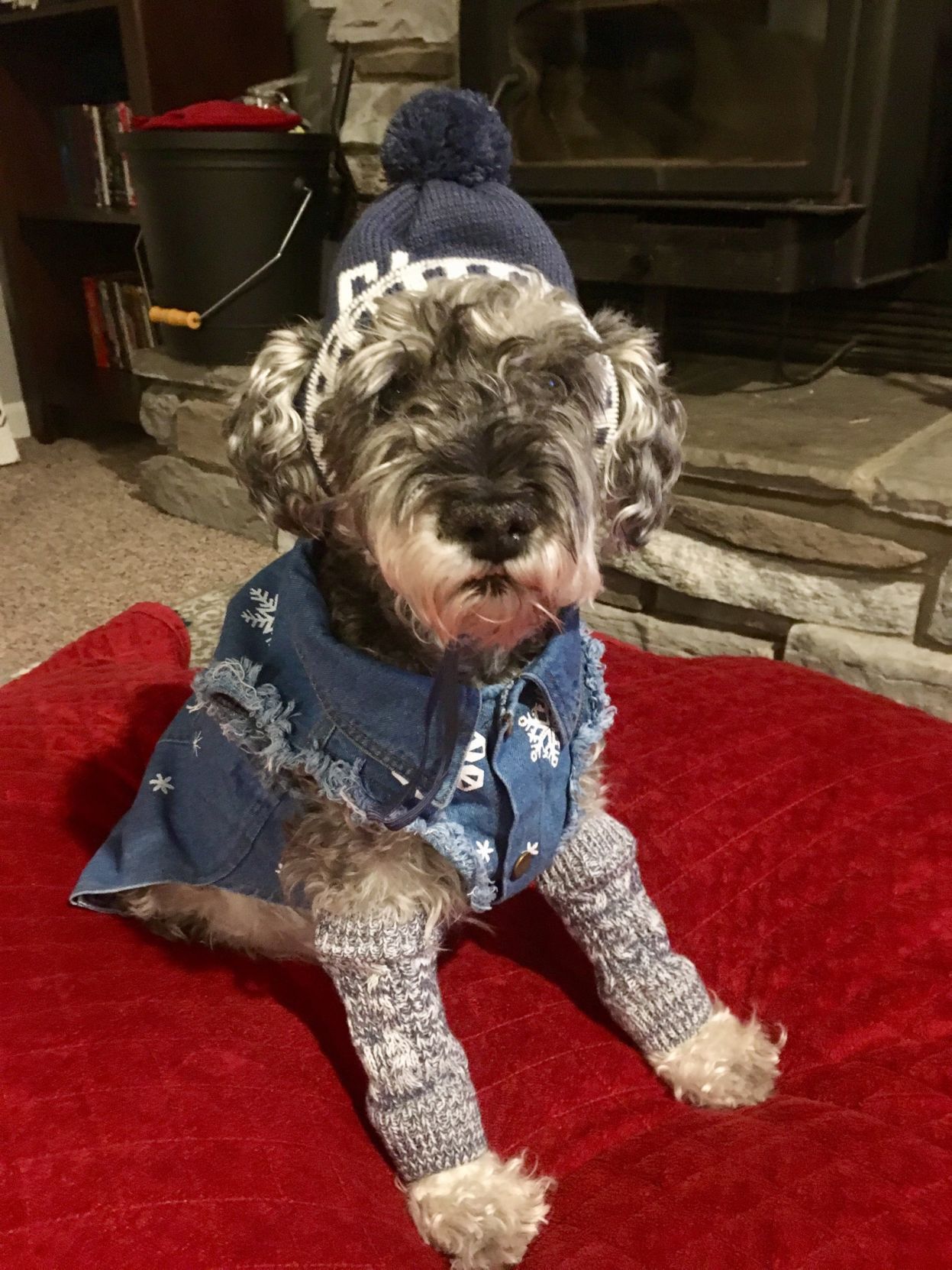 The Times Cutest Pets of Winter 2018